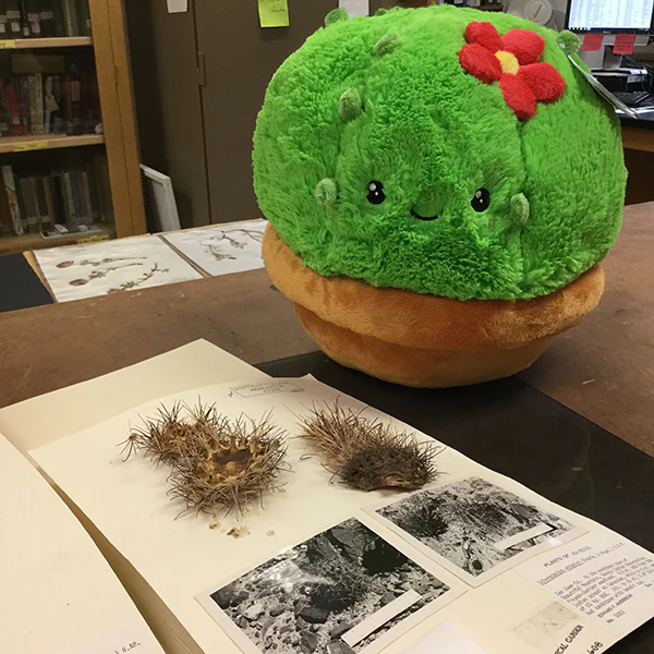 Mini Squishable Cactus - Image 6