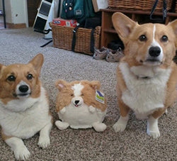 Mini Squishable Corgi - Image 5