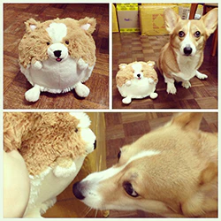 Mini Squishable Corgi - Image 6