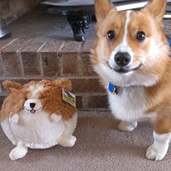 Mini Squishable Corgi - Image 7