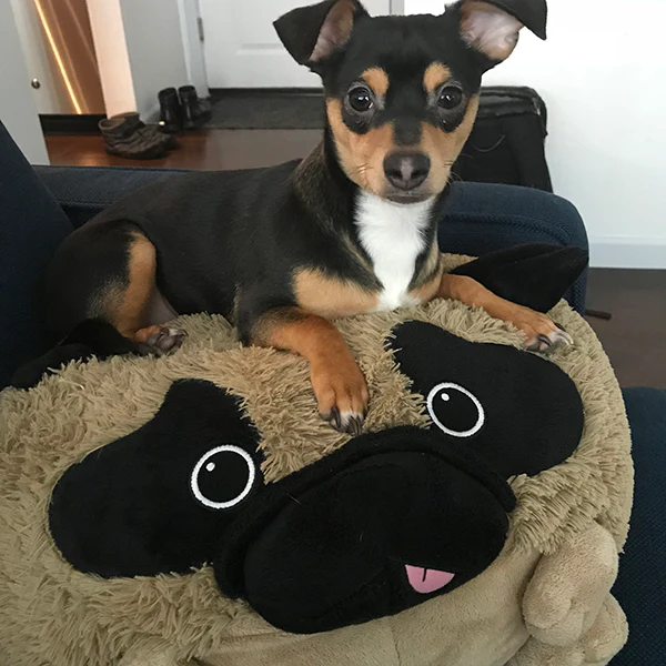 Squishable Pug - Image 6