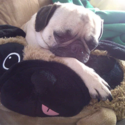 Squishable Pug - Image 7